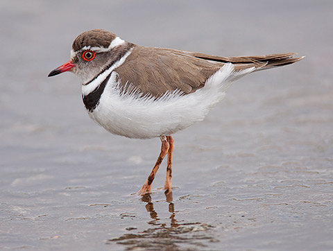 Three-banded Plover